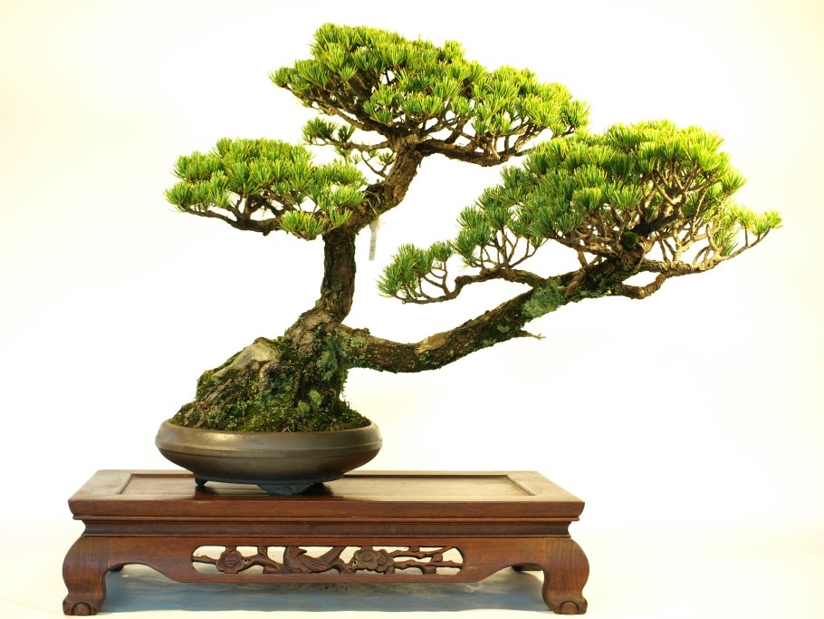 Сосна Горная бонсай ниваки