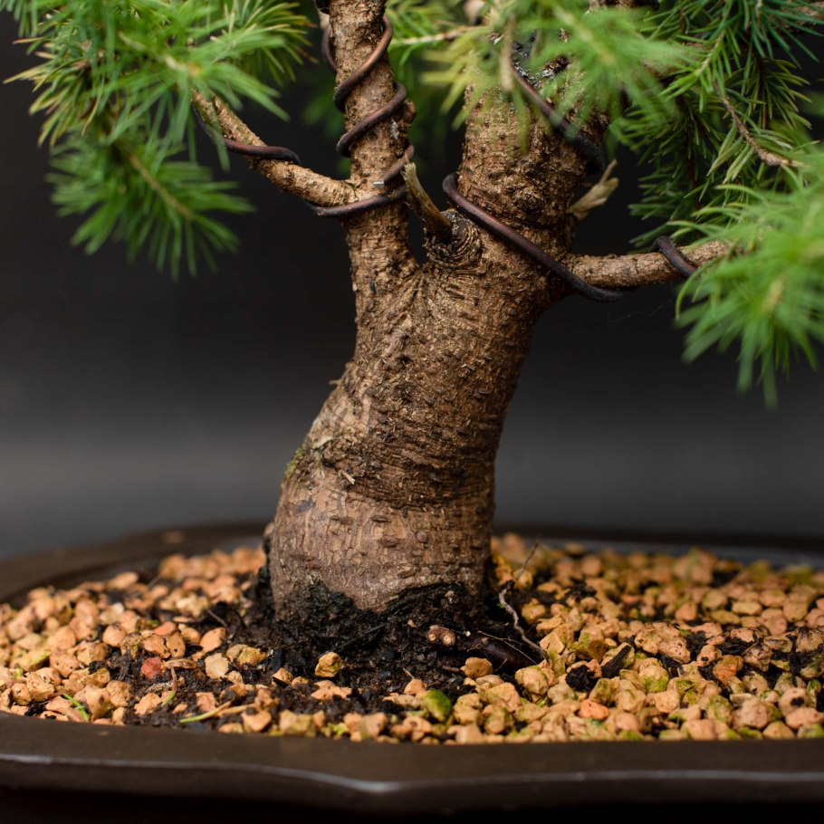 Laguna / грот бонсай, s, 150х110х135мм