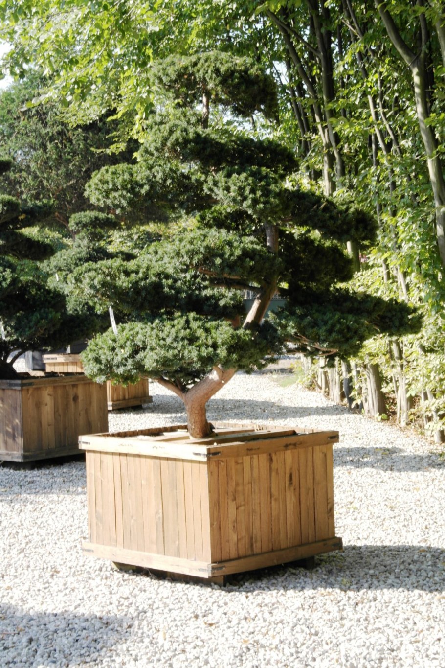 Сосна Горная ниваки