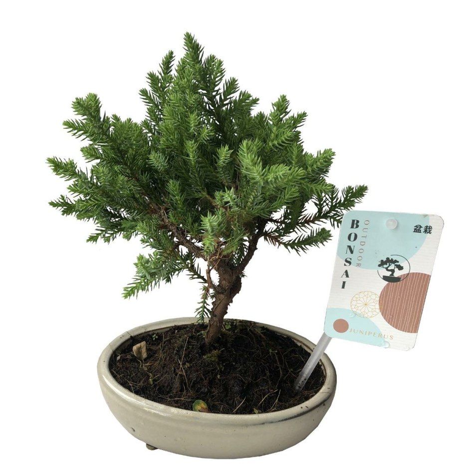 Бонсай из Тиса