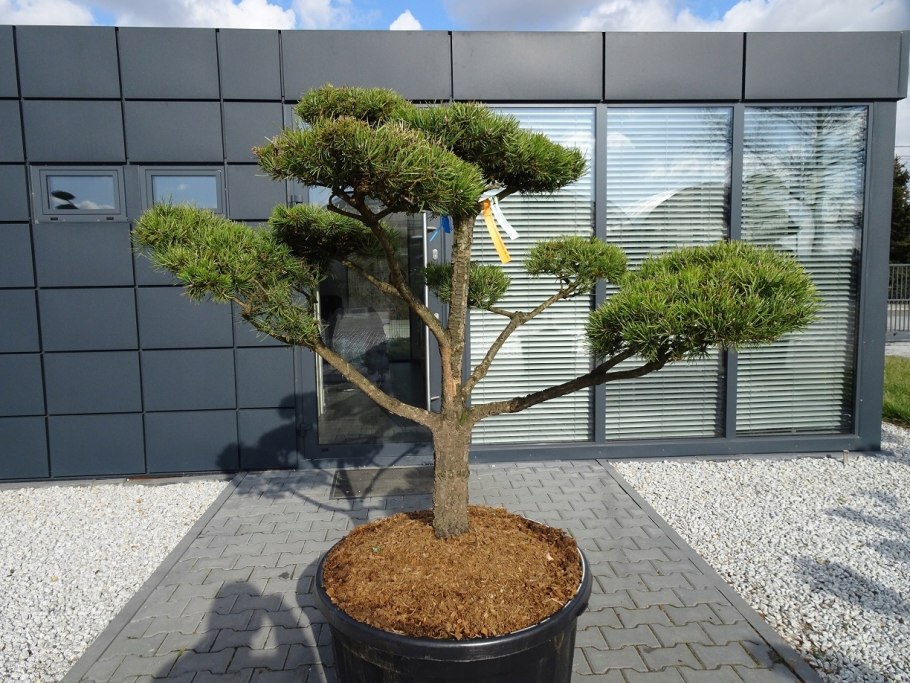 Тисс ягодный бонсай