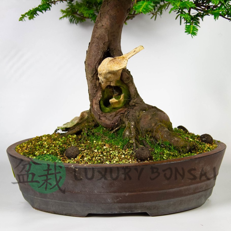 Бонсай (Bonsai) Mayot & Seemee
