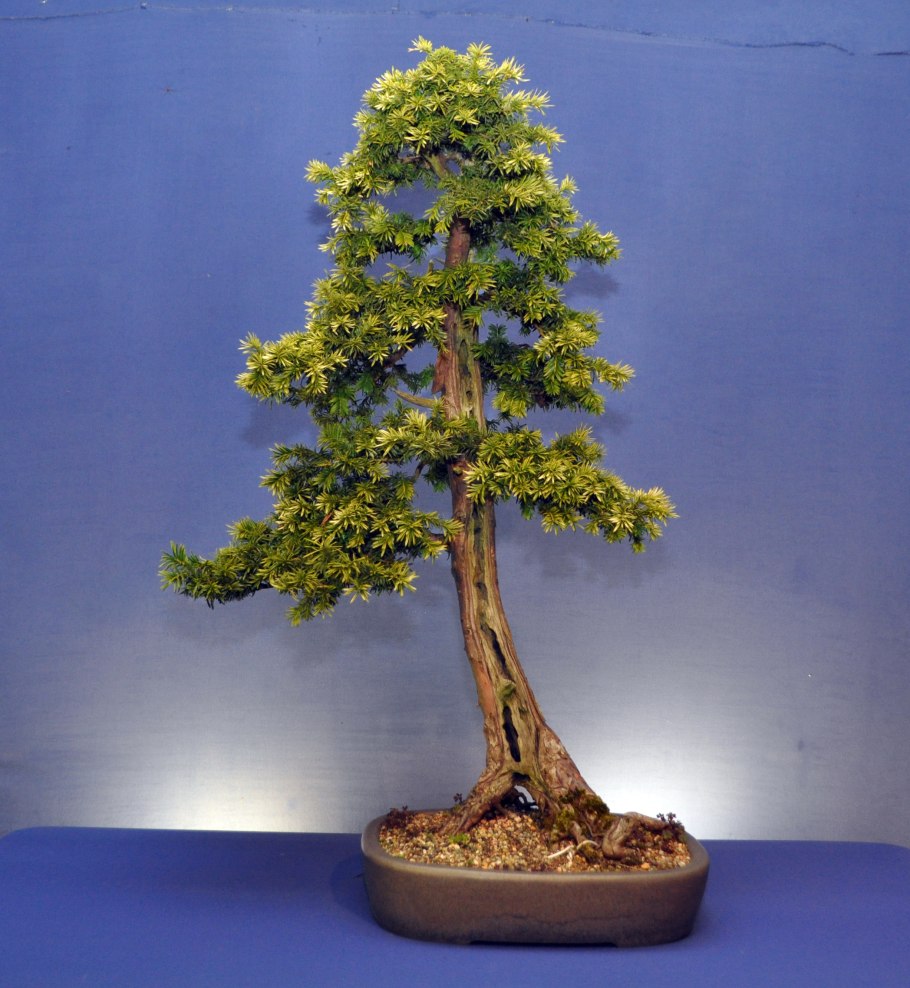 Тис ягодный бонсай