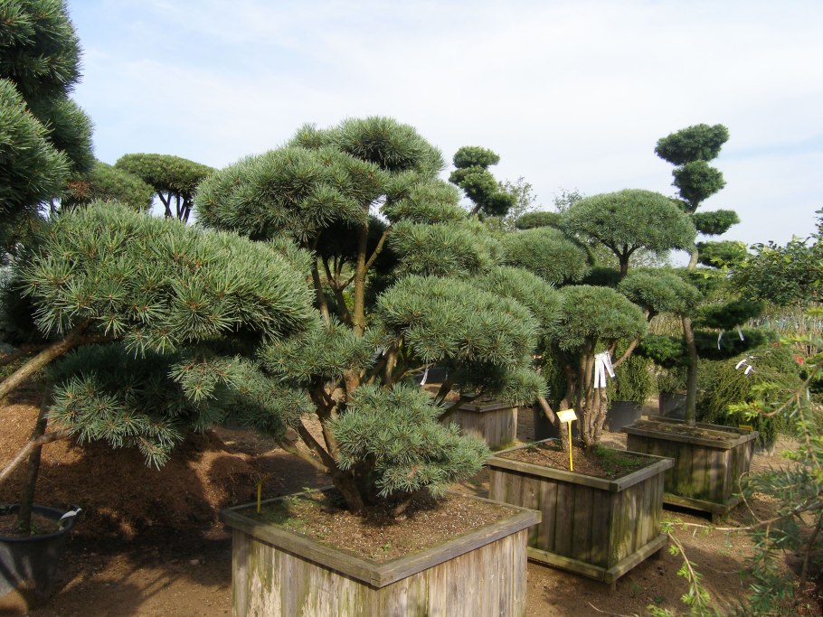 Сосна ниваки