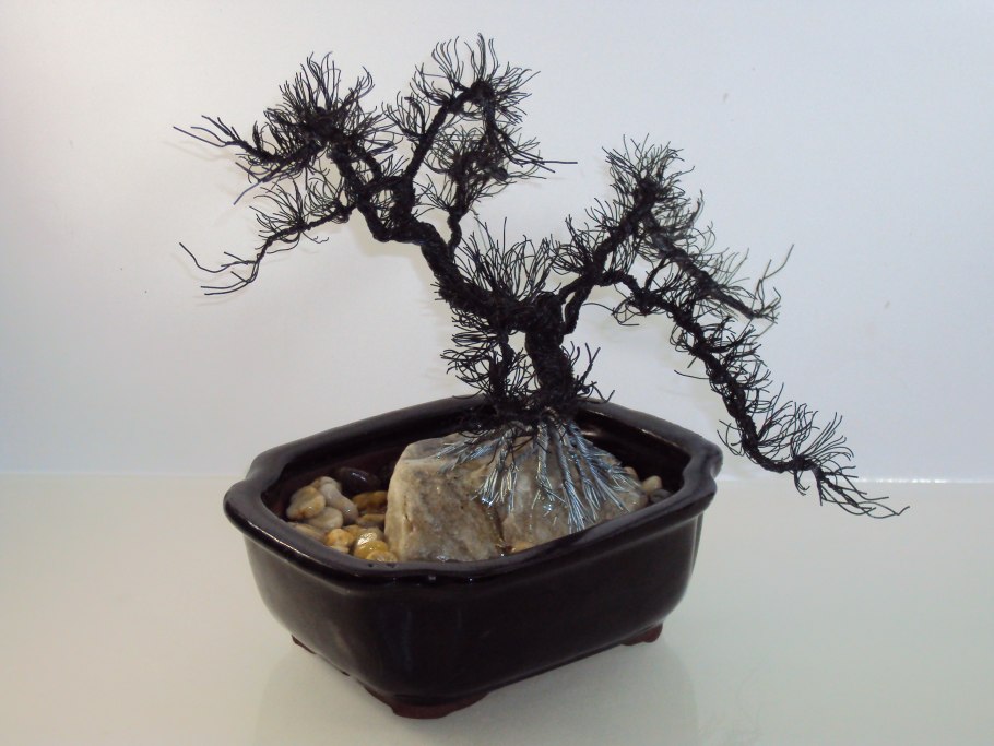 Bonsai Sageretia oriental