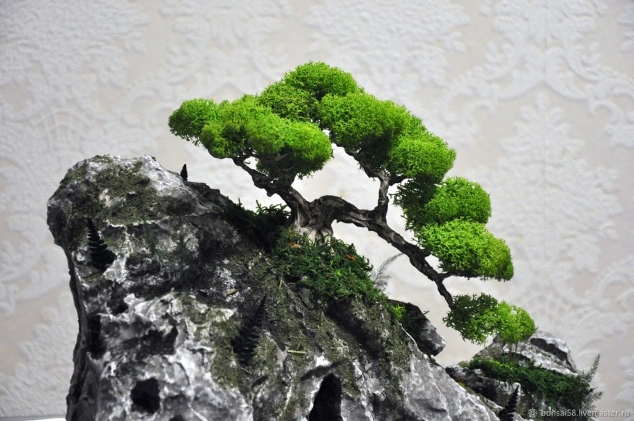 Бонсай из Тиса ягодного