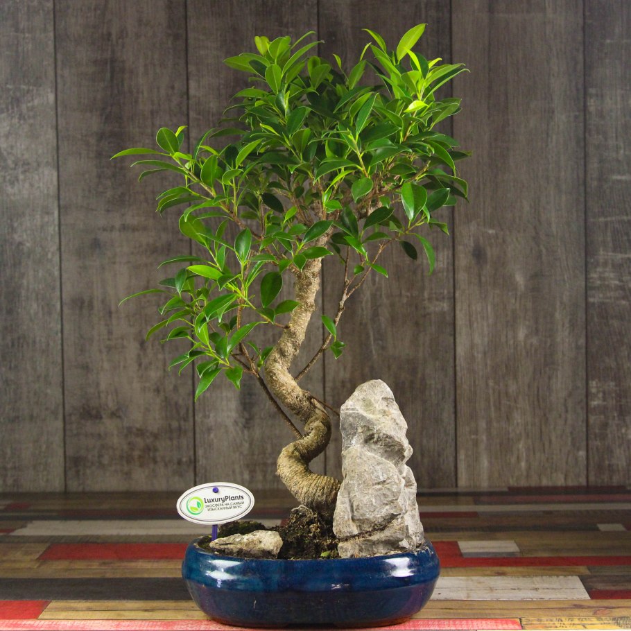 Сосна обыкновенная ниваки