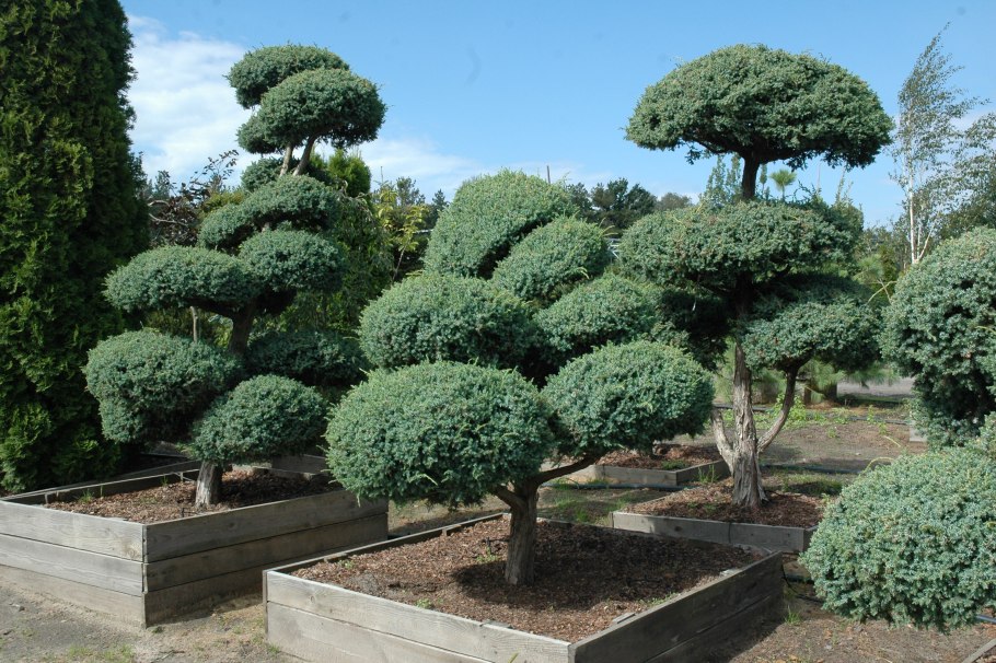 Тамарикс ниваки