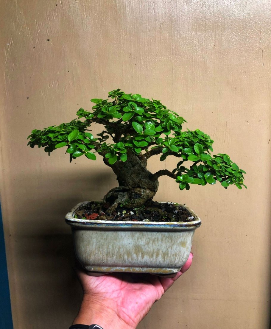 Фикус кармона бонсай