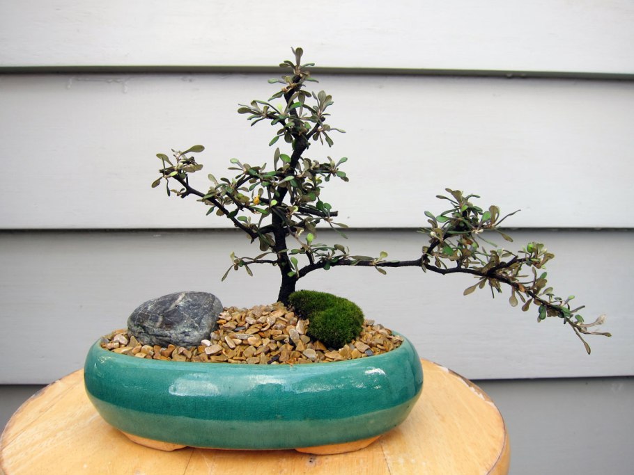 Бонсай растет