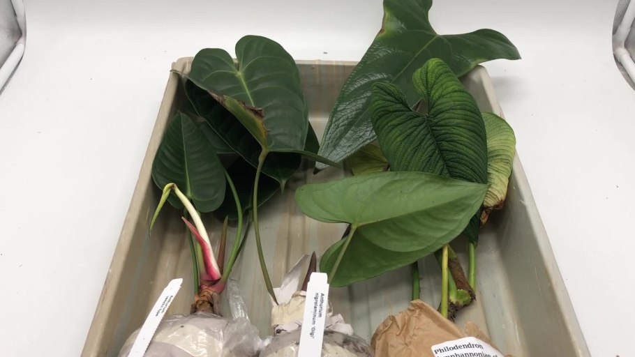 Филодендрон erubescens