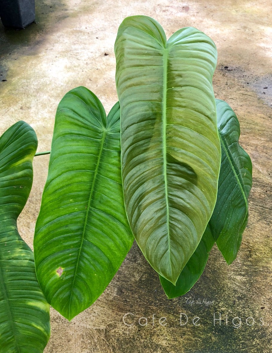 Филодендрон лацерум