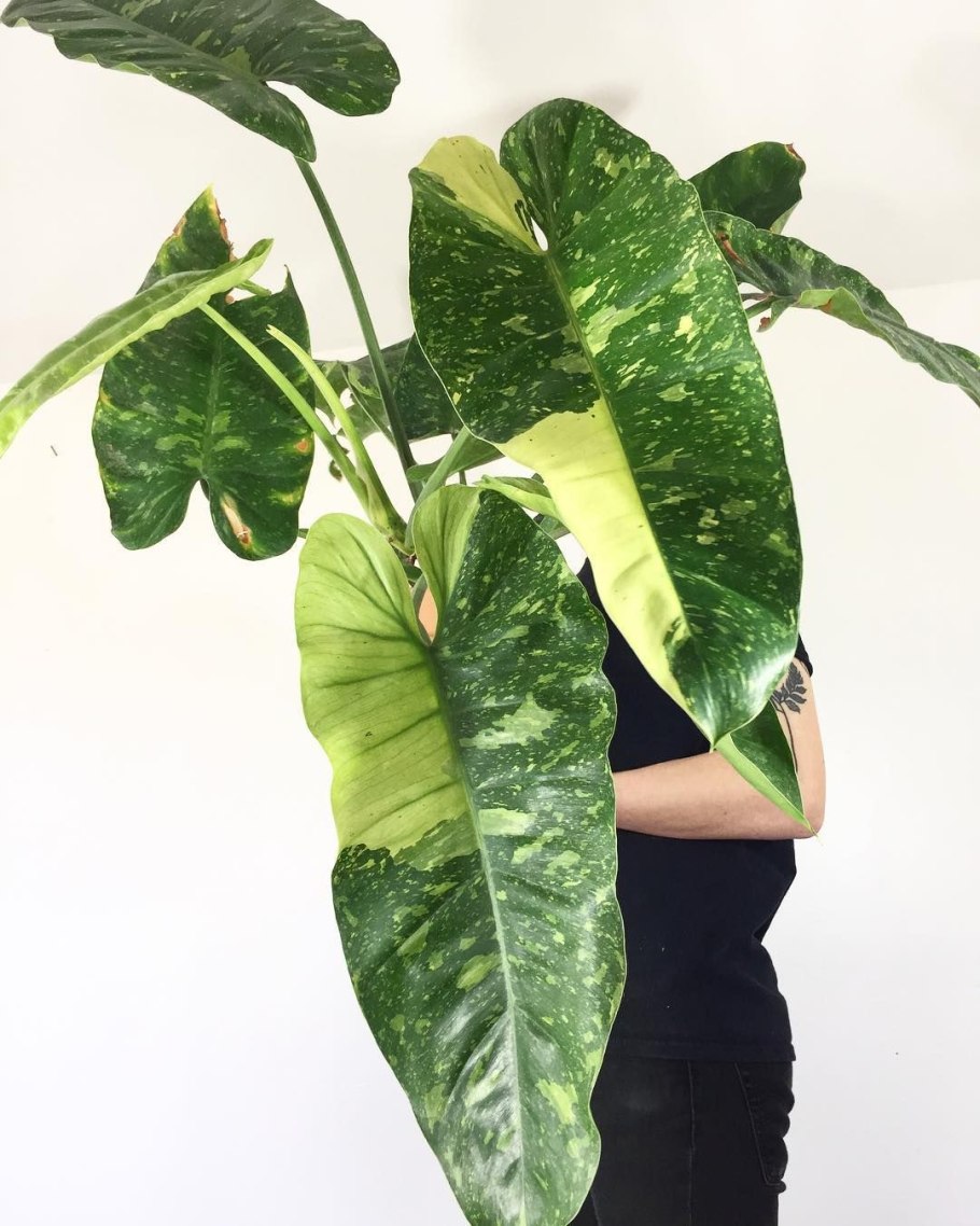 Как сделать.Филодендрон на палец