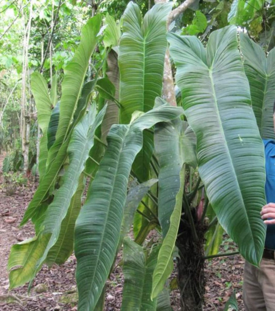 Филодендрон Оникс