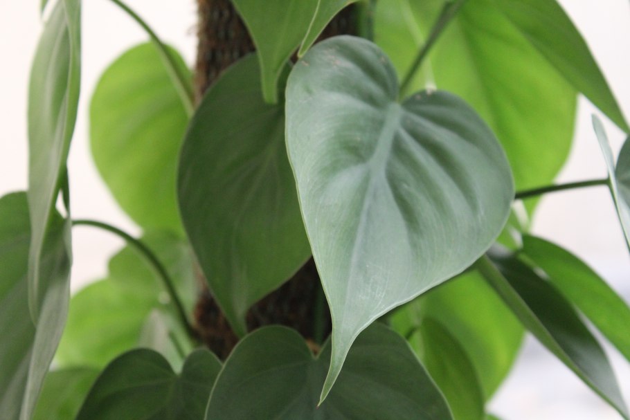 Филодендрон нангаритенс