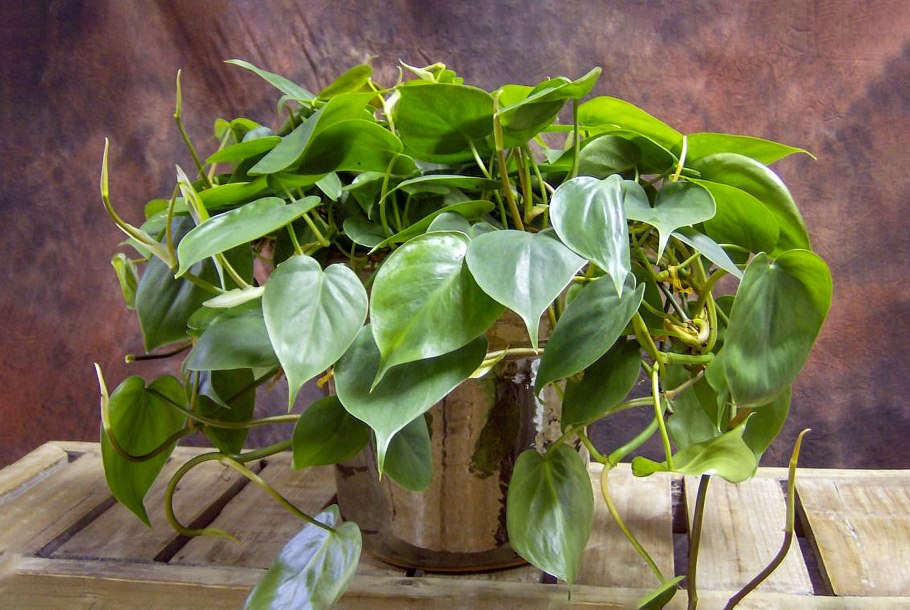 Филодендрон Лиана