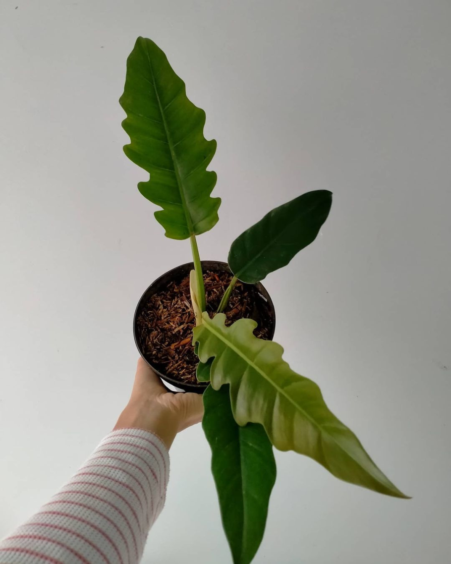 Philodendron melanochrysum x verrucosum ' Splendid '