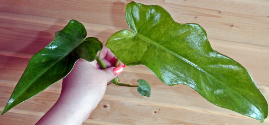 Филодендрон Burle Marx