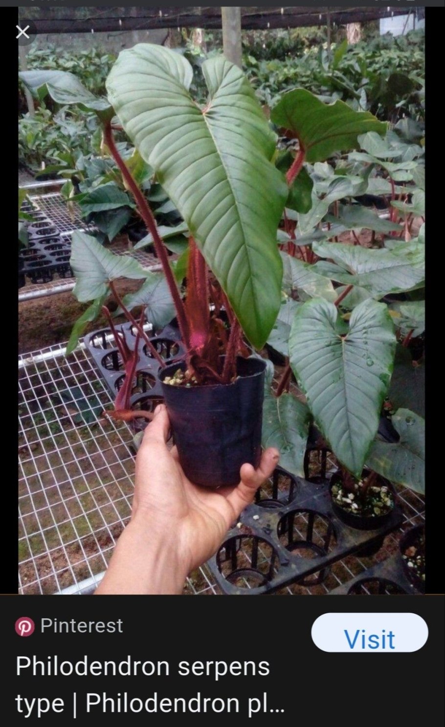 Филодендрон Конго эпл