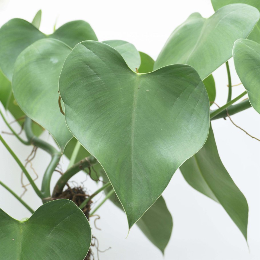 Филодендрон erubescens Grey