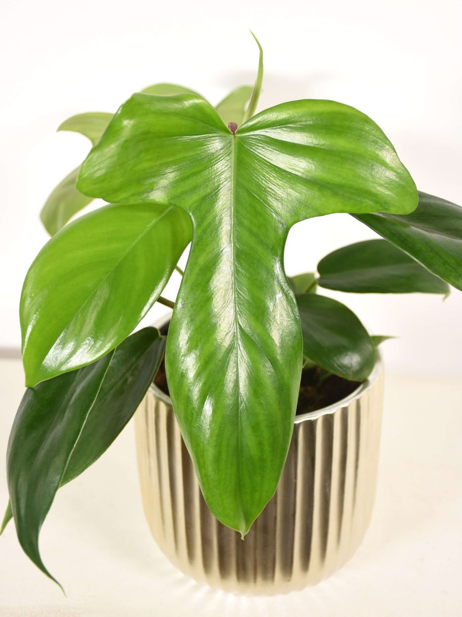 Филодендрон брандиантум