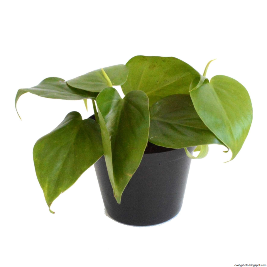 Филодендрон Биллитае Блэк