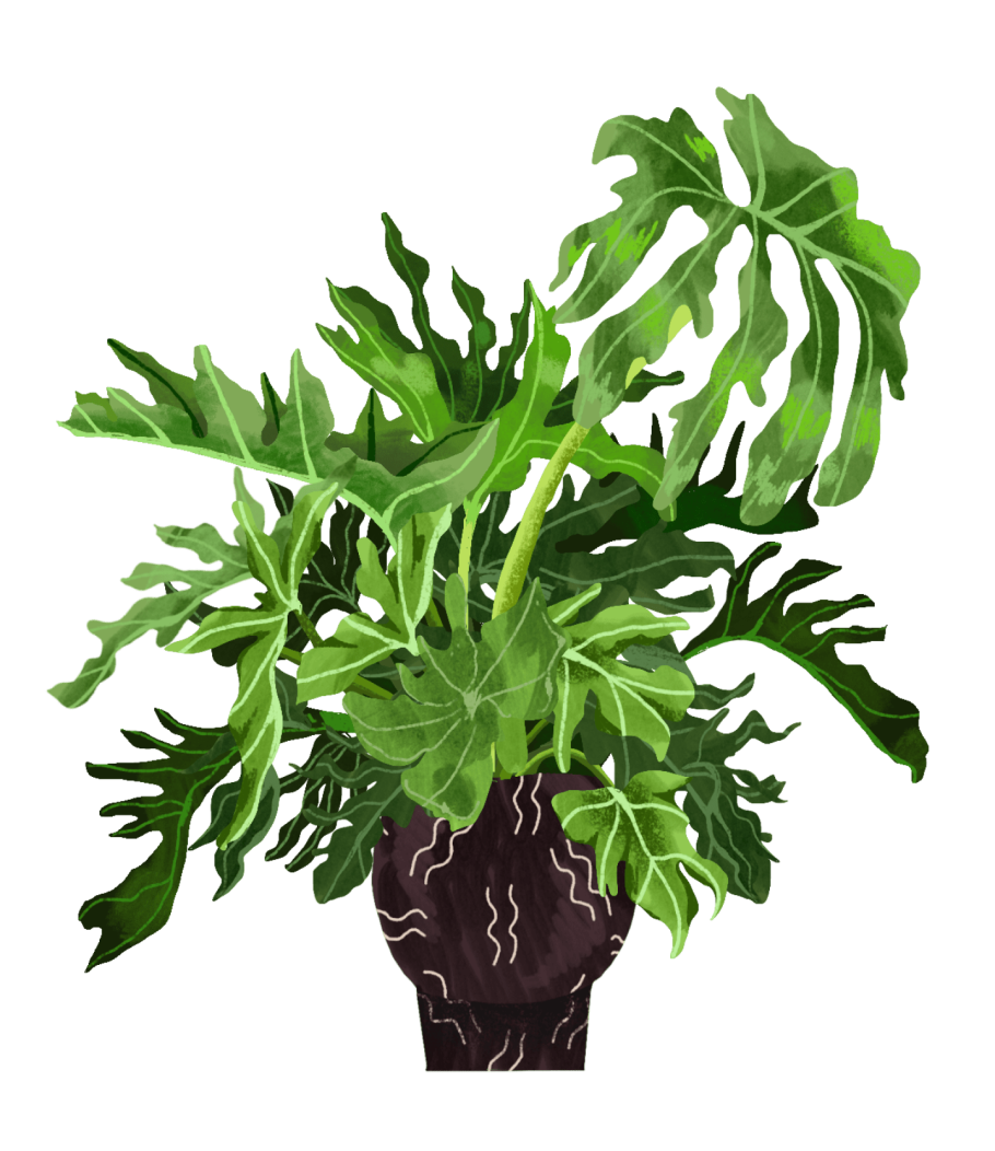 Филодендрон Руби