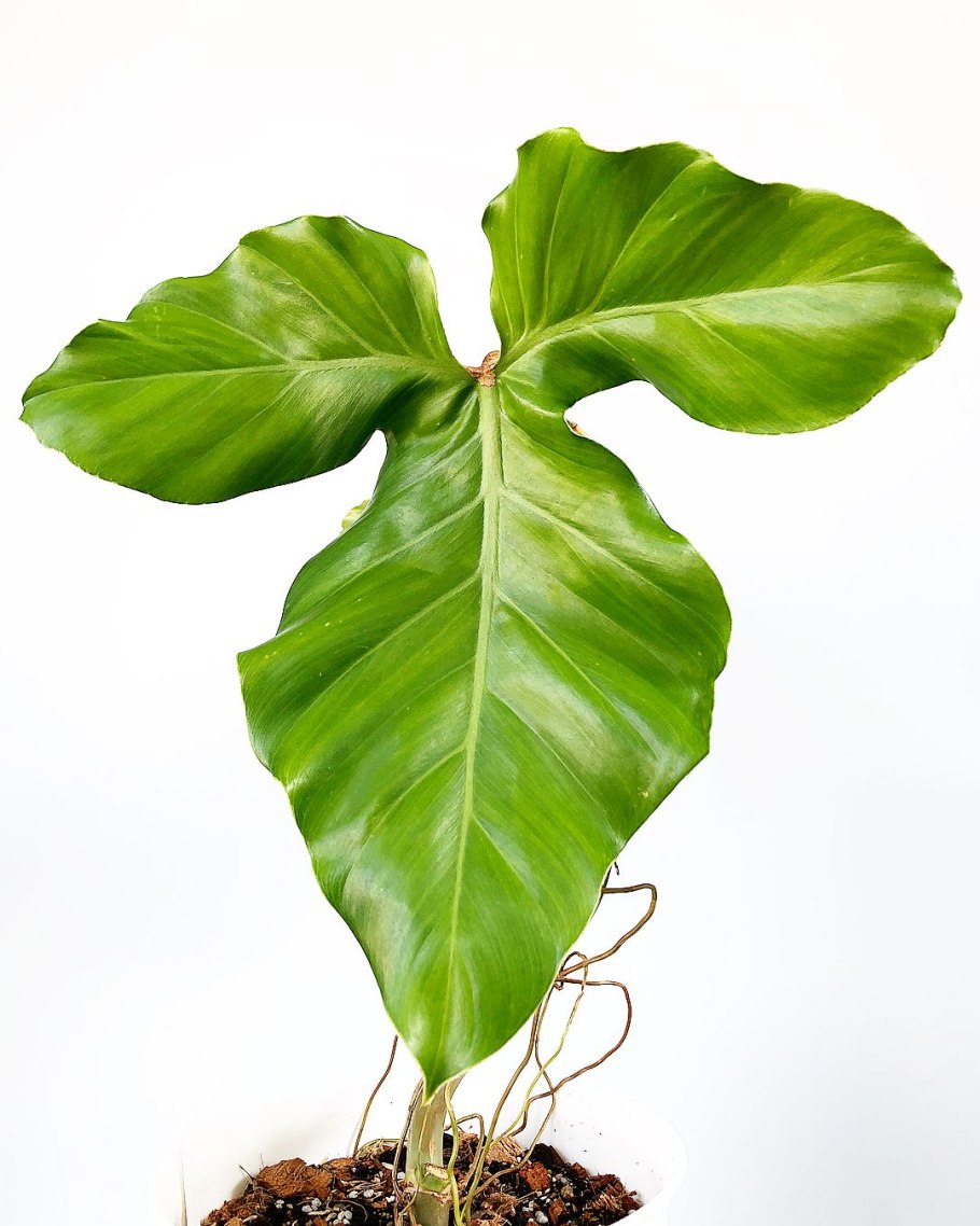 Черенки Филодендрон Бразил