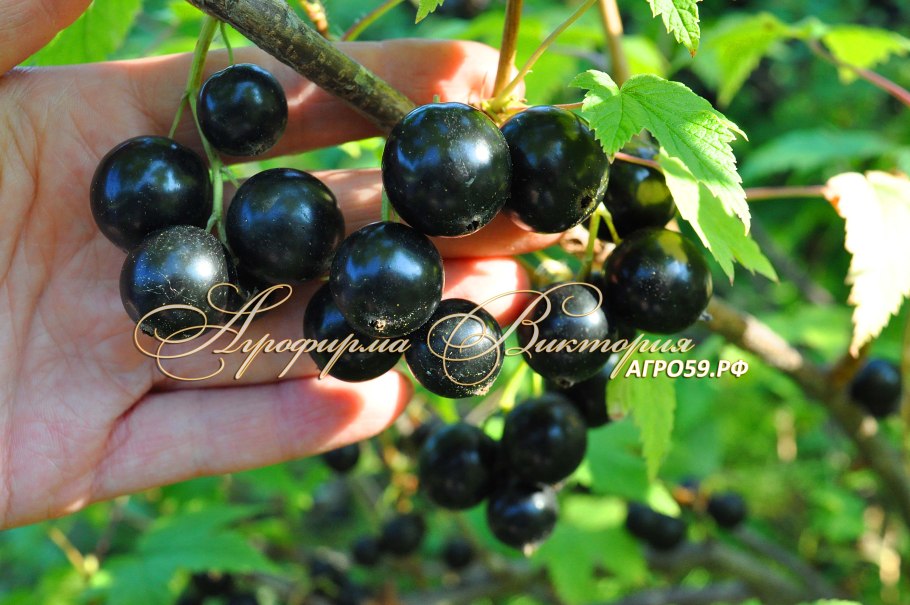 Смородина черная шаровидная