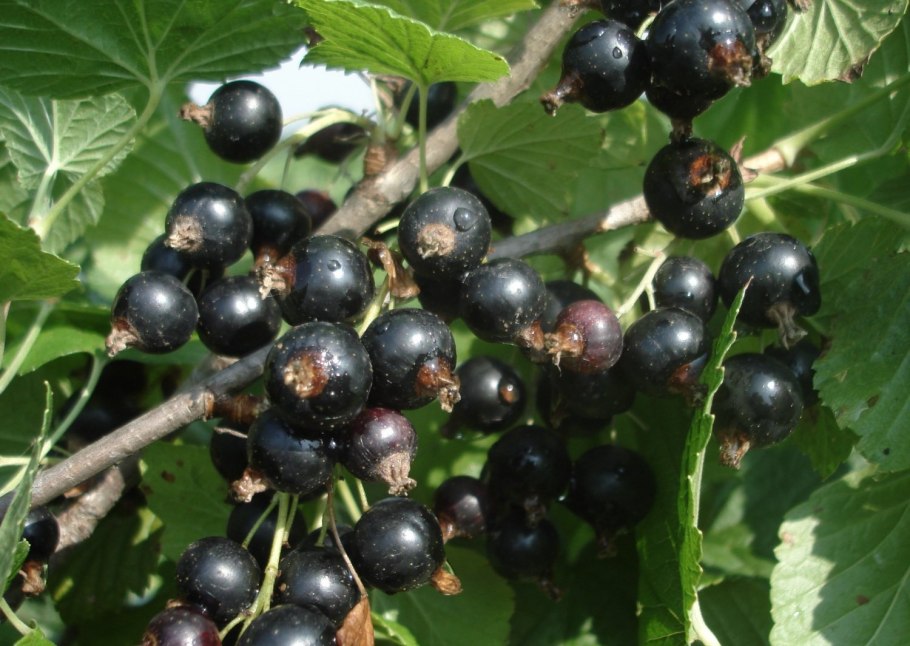 Смородина черная Бинар