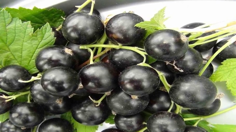 Рандаль смородина