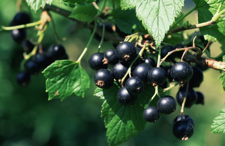 Смородина Ариадна