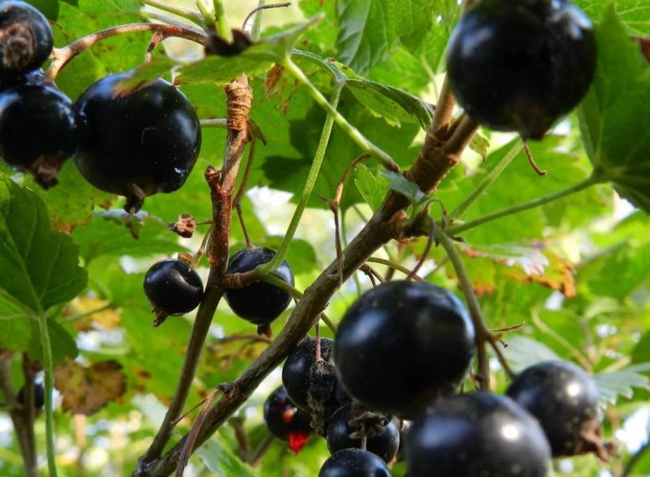 Смородина черная Селеченская