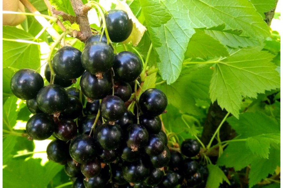 Смородина черная Селеченская 2