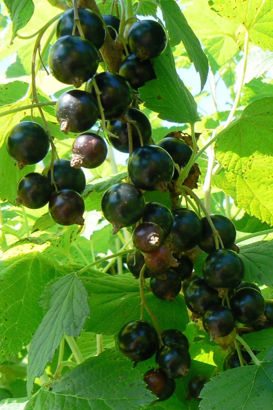 Смородина черная шаровидная