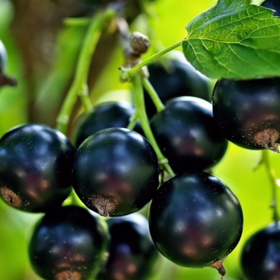 Смородина Дачница