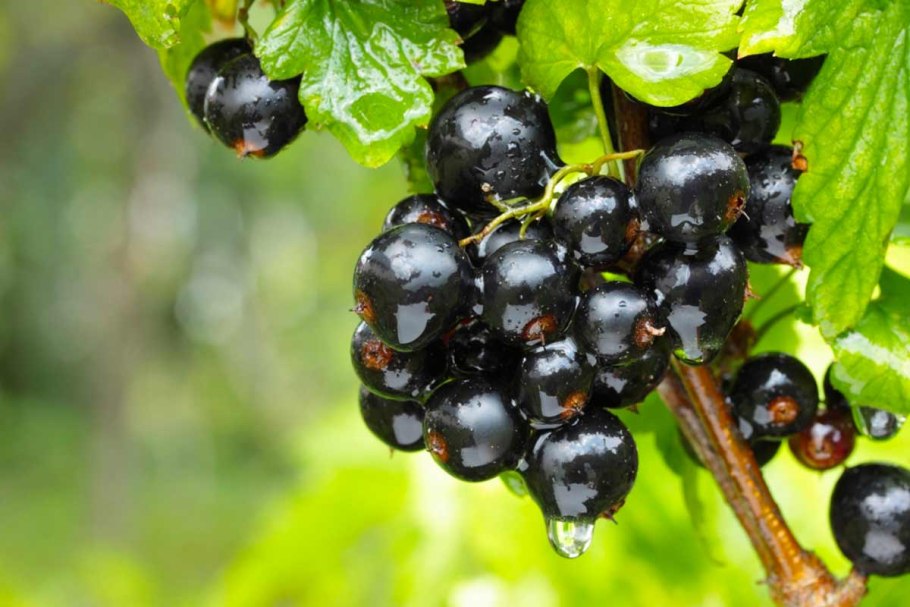 Смородина черная (ribes nigrum l.)