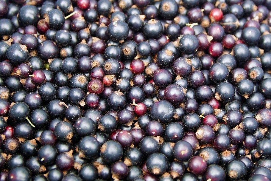 Багира сорт черной смородины