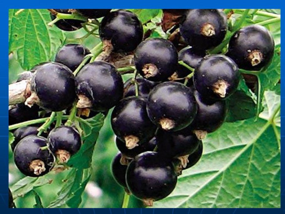 Смородина Тамерлан