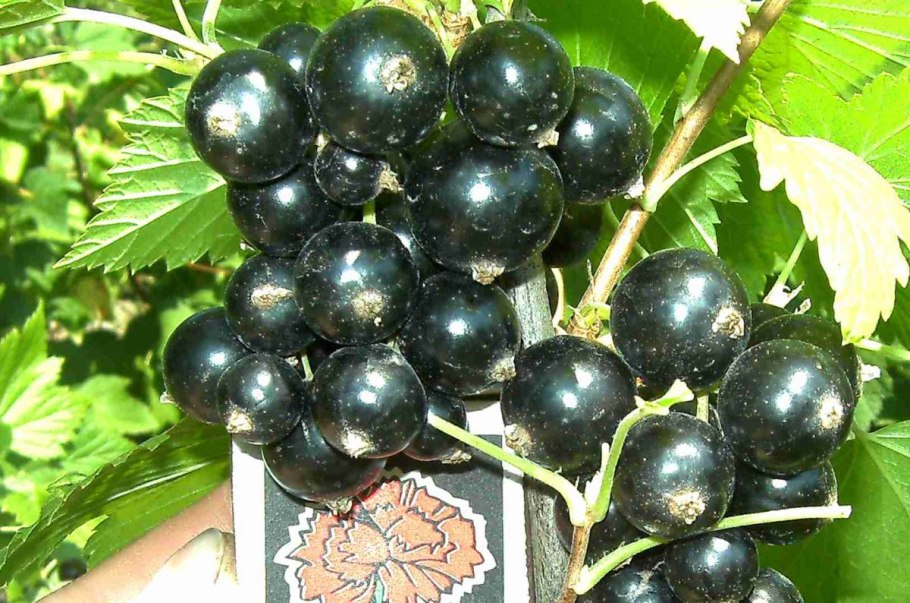 Смородина сорт Изюмная