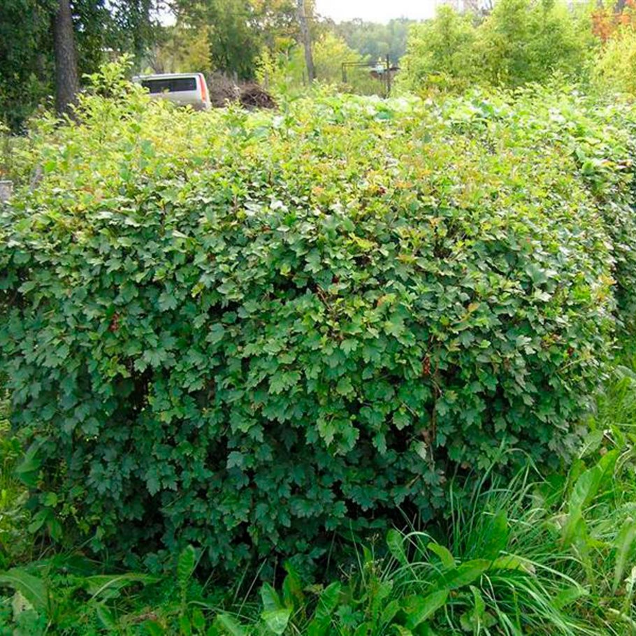 Смородина Альпийская Живая изгородь