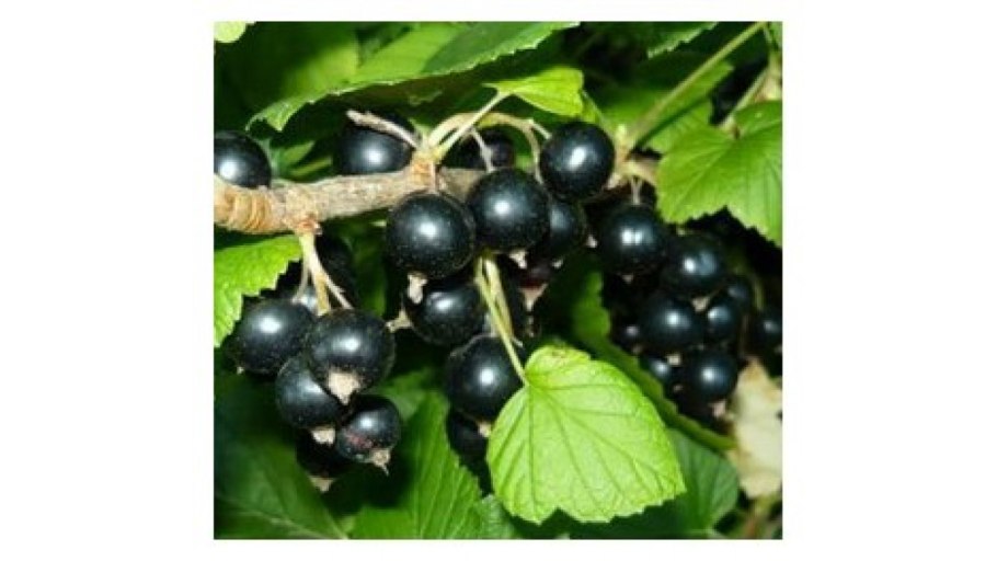 Смородина черная ribes nigrum Багира