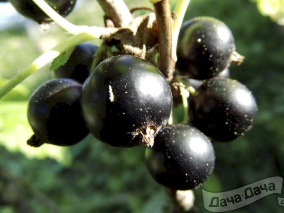 Смородина черная ribes nigrum Нара