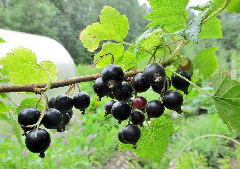 Черная смородина Бычковская