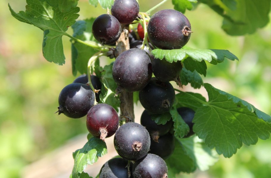 Йошта Йохини