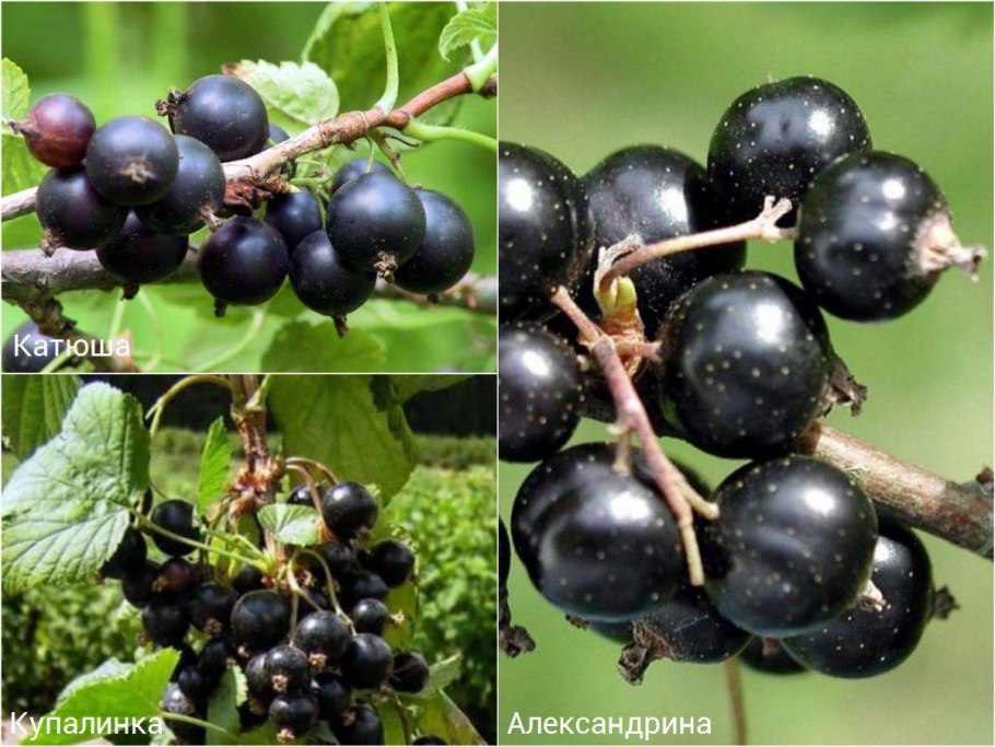 Смородина Адмирал