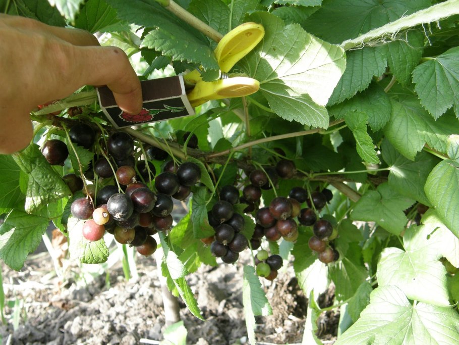 Смородина Селеченская