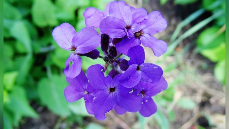 Формула цветка яблони биология 6 класс