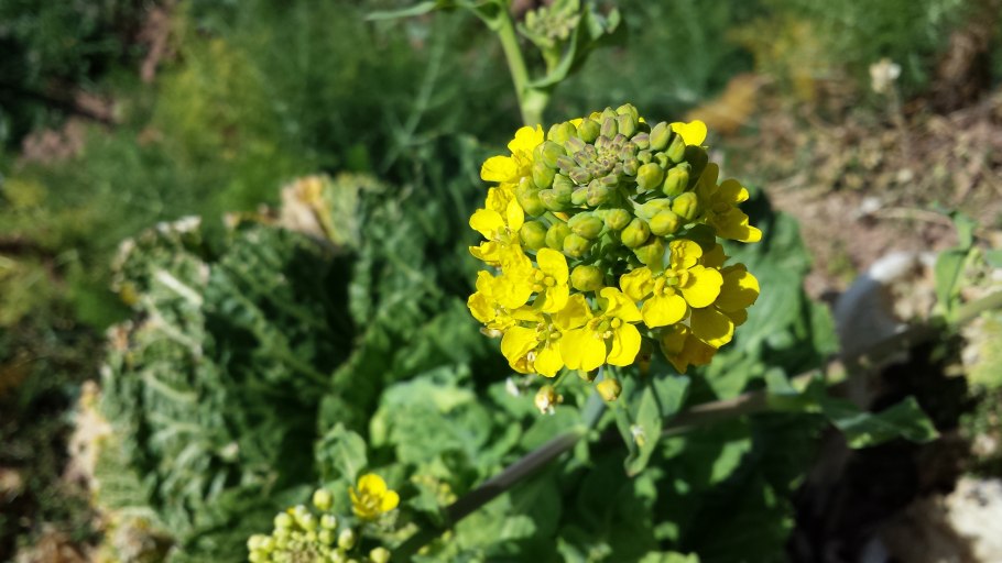 Горчица сарептская — Brassica juncea