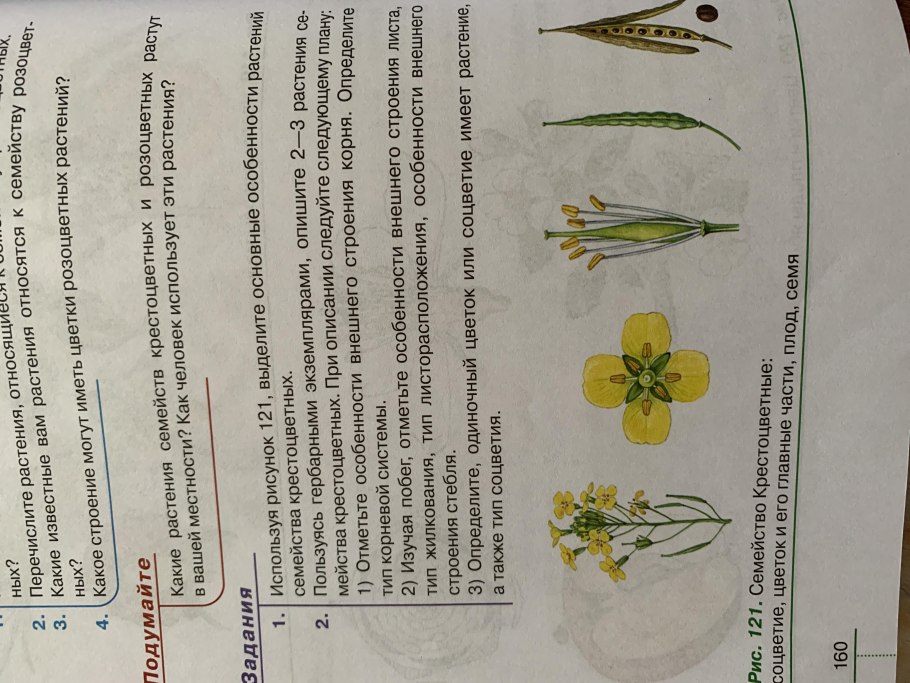 Гесперис белый